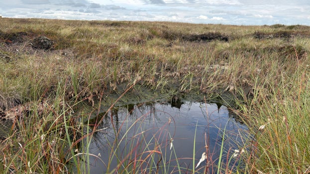 Peat dams